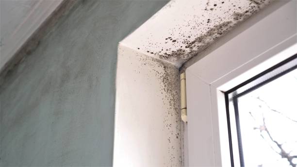 Best Residential Mold Removal  in Royalton, IL
