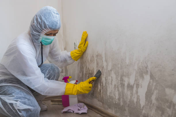 Best Crawl Space Mold Removal  in Royalton, IL