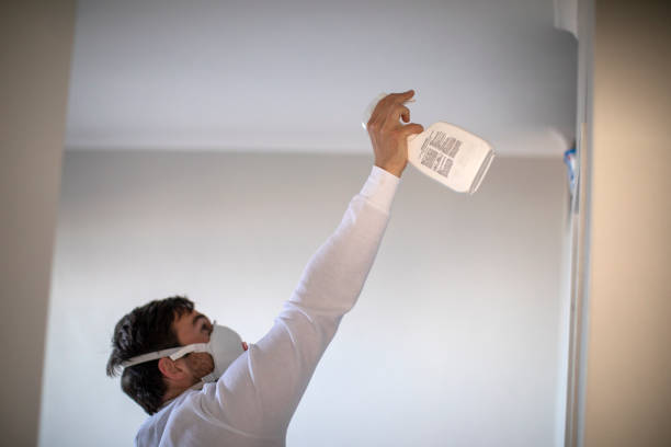Best Mold Remediation Experts  in Royalton, IL