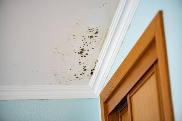 Best Attic Mold Removal  in Royalton, IL