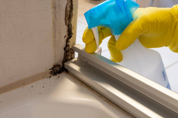 Professional Mold Removal in Royalton, IL