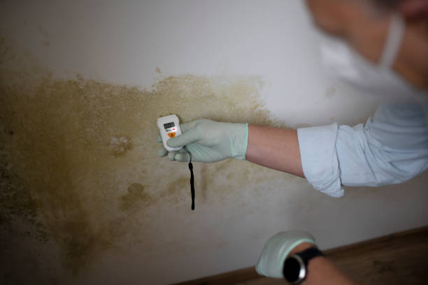 Best Local Mold Removal Service  in Royalton, IL
