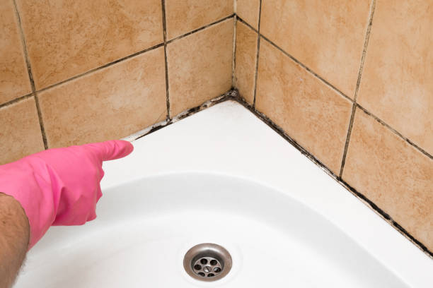Best Mold Cleaning Services  in Royalton, IL